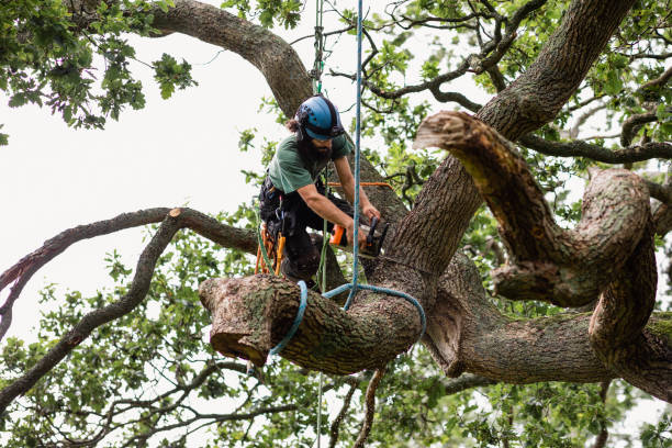 Best Hazardous Tree Removal  in Lakewood, CA