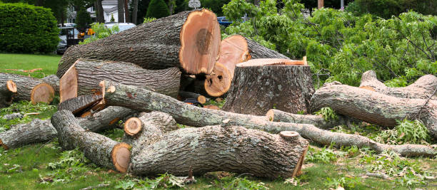 Best Seasonal Cleanup (Spring/Fall)  in Lakewood, CA