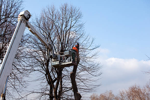 Best Tree Removal  in Lakewood, CA